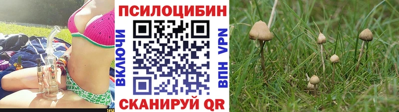 Псилоцибиновые грибы Psilocybe  магазин продажи наркотиков  Починок 